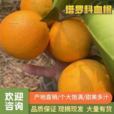 精品塔罗科血橙宜宾橙子来电优惠市场商超电商可供诚信合作