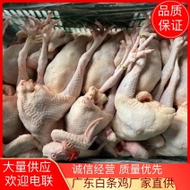 【白条鸡】广东白鸡817妃子凤饭堂快餐专用欢迎电联