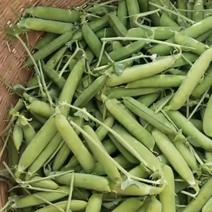 云南高山长寿仁豌豆产地直发质量保证货源充足对接商超