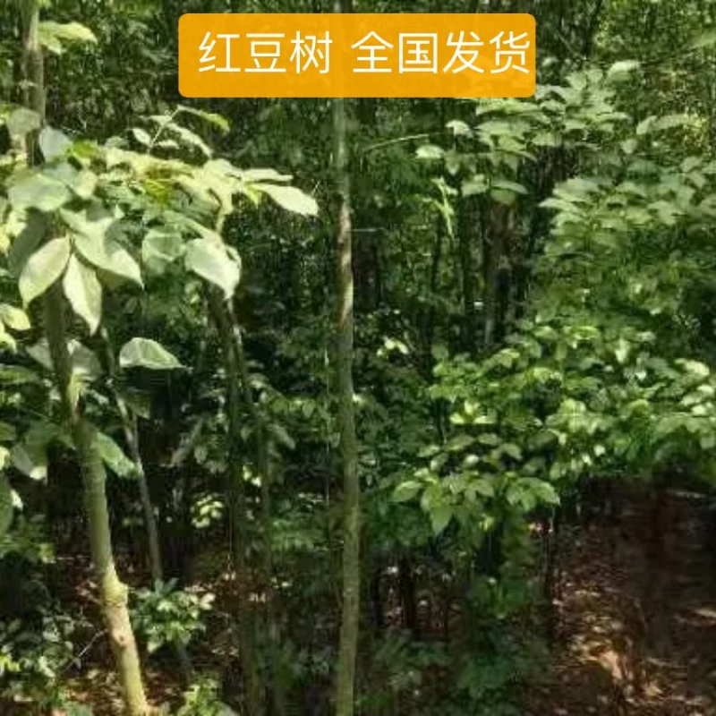 红豆树，红木家具专用珍贵树种优质木材基地直供