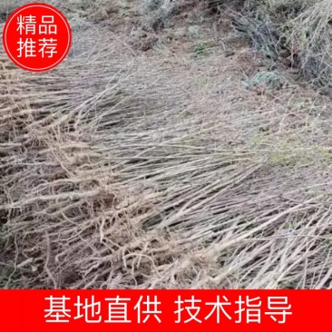 银杏一珍贵树种。货源充足诚信合作欢迎来电全国发货价格优