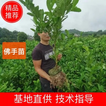 佛手中药材（无纺布大货苗）货源充足诚信合作欢迎来电