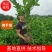 佛手中药材（无纺布大货苗）货源充足诚信合作欢迎来电
