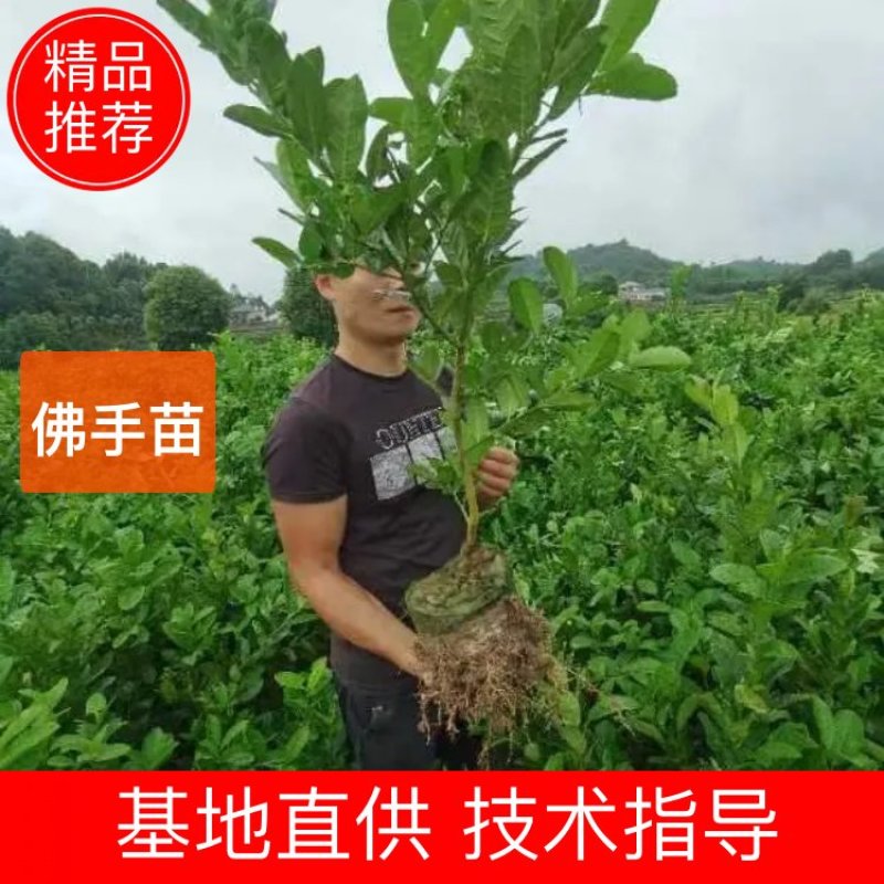 佛手中药材（无纺布大货苗）货源充足诚信合作欢迎来电