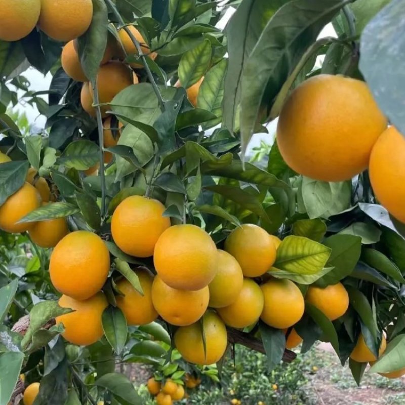 冰糖橙，麻阳冰糖橙，大量现货供应，口感好，质量好，
