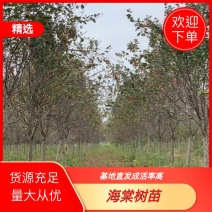 【出售海棠树】品种齐全量大优惠可实地考察长期合作欢迎来电