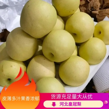 【优选】河北皇冠梨新鲜脆甜货源充足量大从优欢迎老板来电