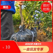 自家果园嫁接移植枸橘砧木纽荷尔脐橙3年树苗，品种纯正