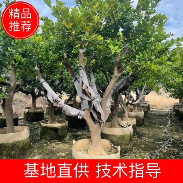 水香柠檬10-20分大小规格齐全欢迎老板咨询