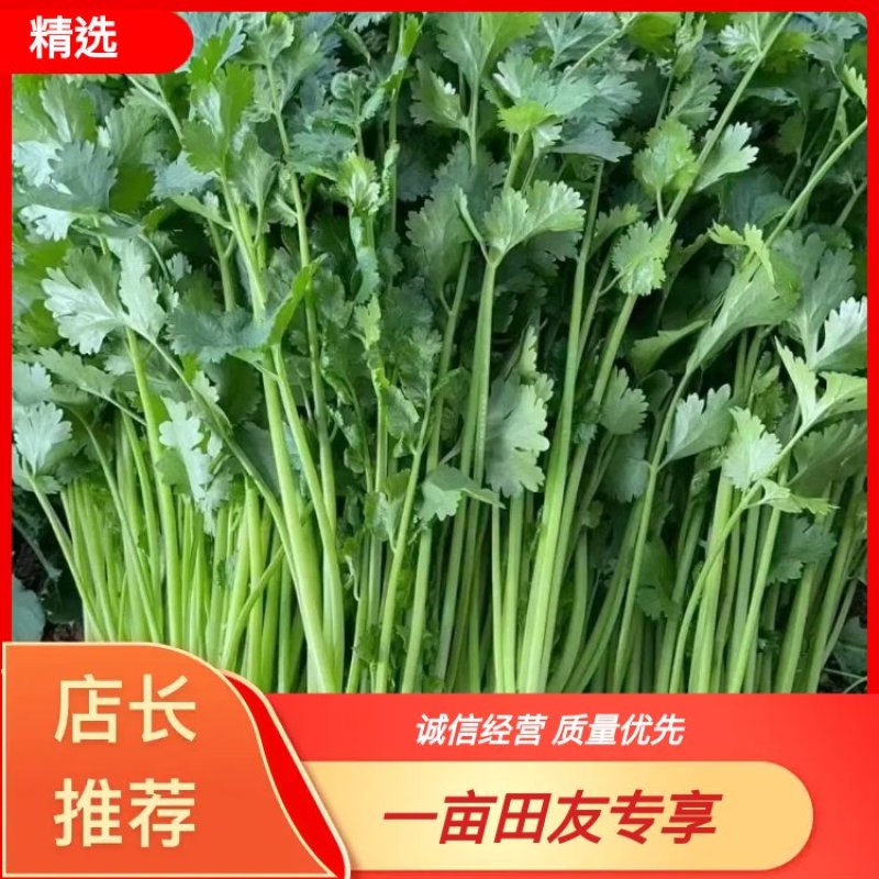 【实力商家】精品大叶香菜净根无黄叶产地批发大量供应