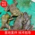 蛙场建设.技术指导.20年养殖经验.一对一解决问题