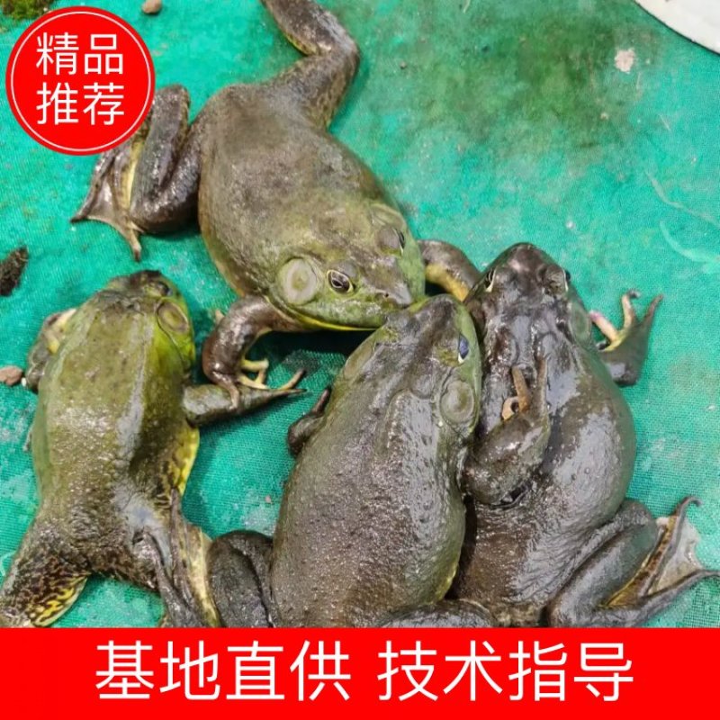 蛙场建设.技术指导.20年养殖经验.一对一解决问题