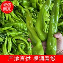 【黄皮椒】福建鲜辣椒大量现货供应，量大价优，对接全国客商