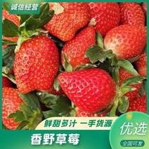 香野草莓山东省内可供货欢迎潍坊散户合作洽谈价格