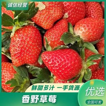 香野草莓散户供货安丘散户商超摆摊水果店供货合作来电