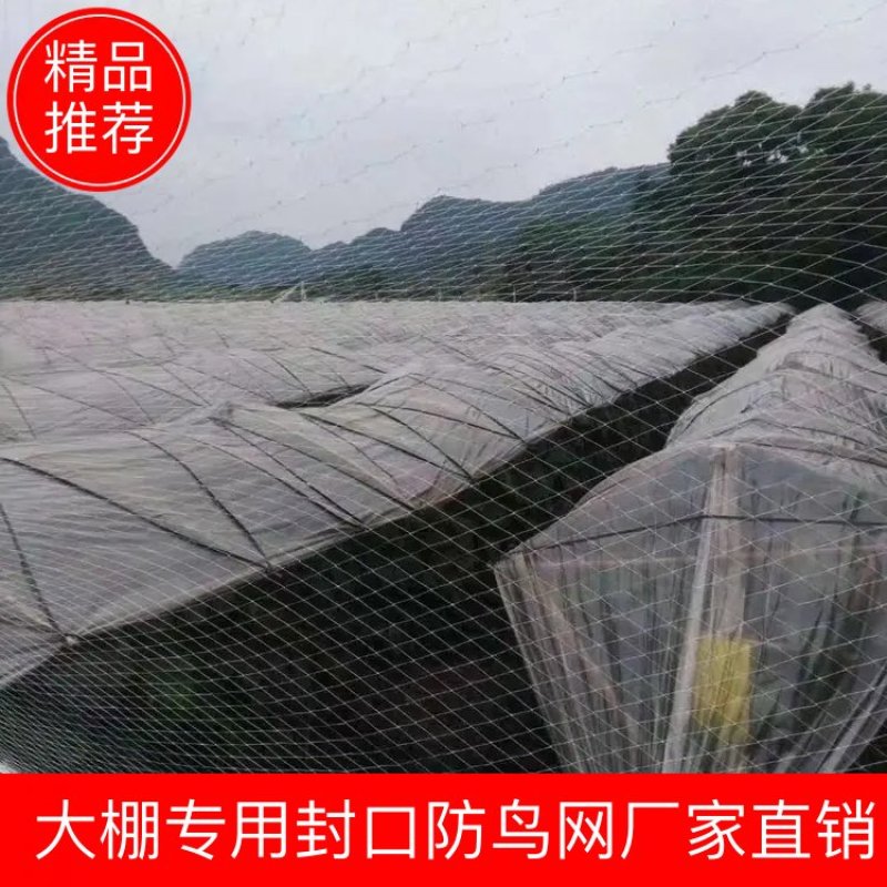 大棚专用封口防鸟网厂家直销