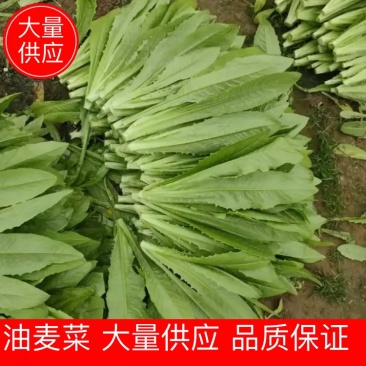 【油麦菜】精品油麦菜产地直发可视频看货量大从优