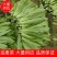 【油麦菜】精品油麦菜产地直发可视频看货量大从优