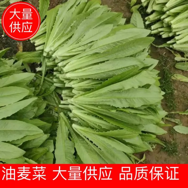 【油麦菜】精品油麦菜产地直发可视频看货量大从优