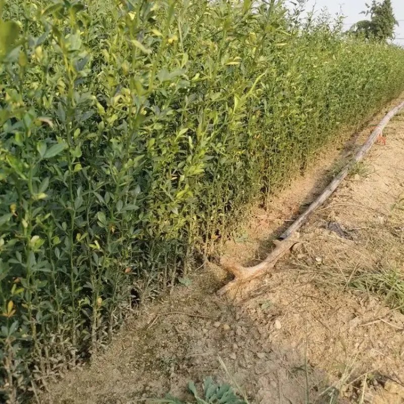 山东当年枸橘苗大量出售，货源充足，规格多样，欢迎来电联系