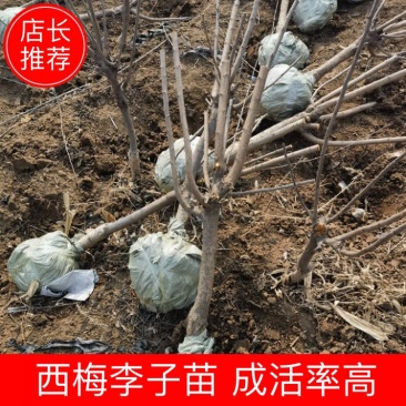 【精品0.7-5CM李子树】品种齐全有西梅，蜂糖等