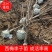【精品0.7-5CM李子树】品种齐全有西梅，蜂糖等