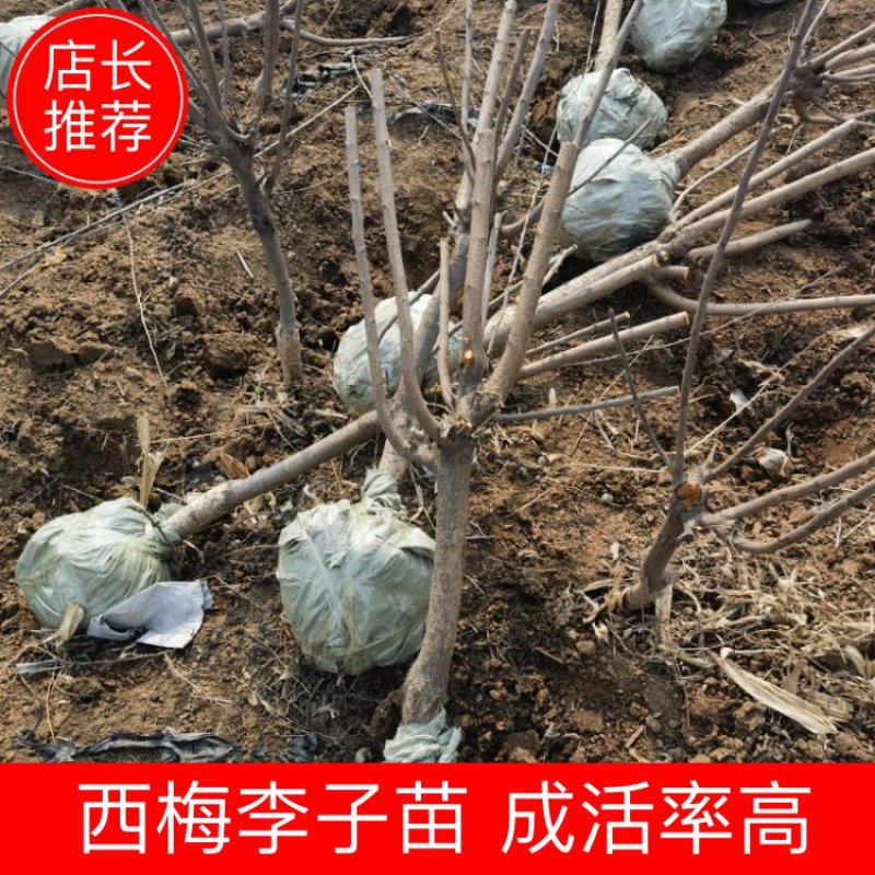 【精品0.7-5CM李子树】品种齐全有西梅，蜂糖等
