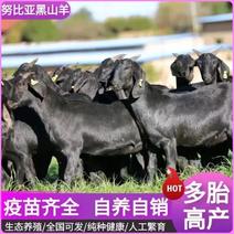 【精选品种】纯种努比亚黑山羊活羊自养自销提供养殖技术