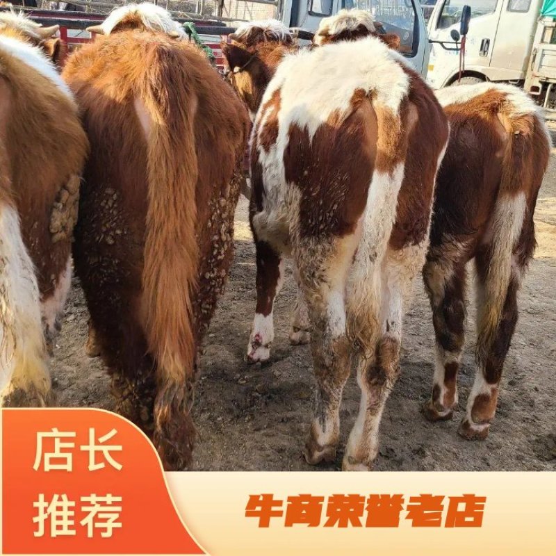 【精选】西门塔尔夏洛来品种多长期有货适应全国各地养殖