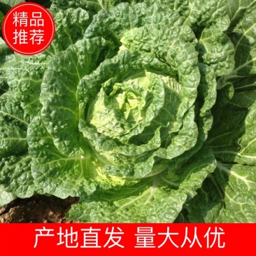 云南【精品大白菜】种植基地直发货源充足量大从优欢迎选购