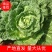 云南【精品大白菜】种植基地直发货源充足量大从优欢迎选购