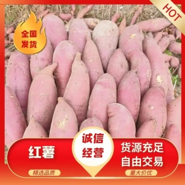 大叶红大量上市红皮红心香甜软糯全国直发支持规格全现挖现发
