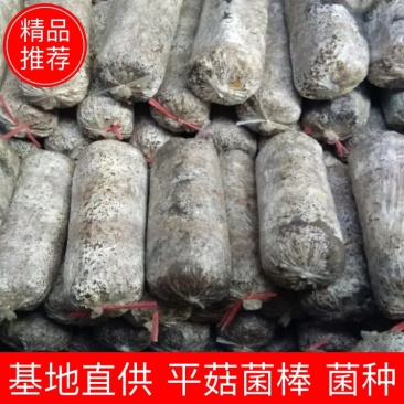 【推荐】平菇菌棒菌种常年有货批发全国欢迎咨询