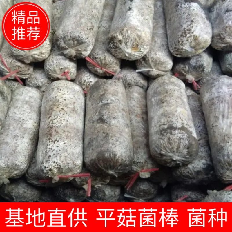 【推荐】平菇菌棒菌种常年有货批发全国欢迎咨询