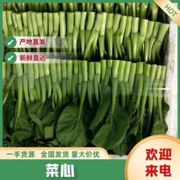 牛商推荐菜苔青菜苔红菜苔菜心各种精品蔬菜来电咨询长期合作