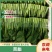 牛商推荐菜苔青菜苔红菜苔菜心各种精品蔬菜来电咨询长期合作