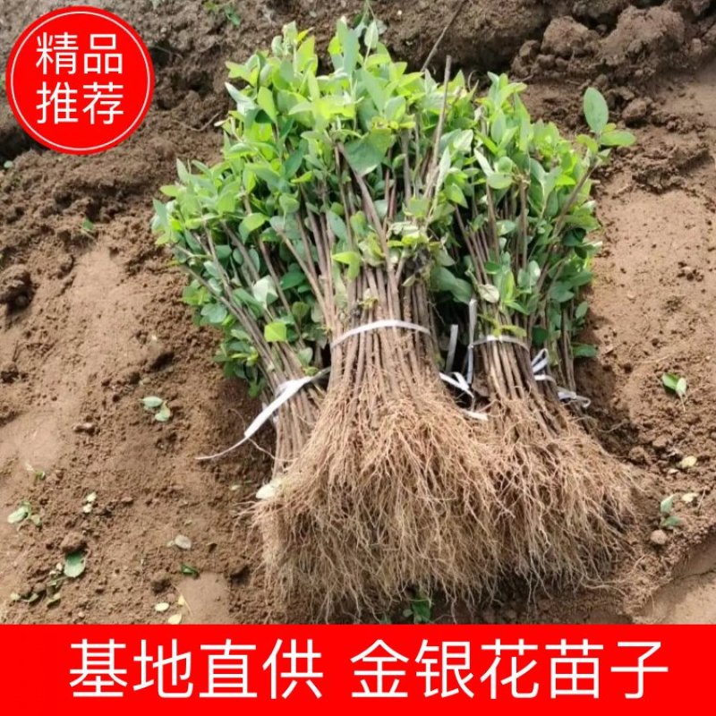 金银花苗子百万颗基地直供海药本草农业科技
