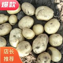 黑龙江土豆实验1号土豆大量供货可发全国产地直发
