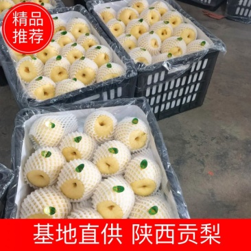 陕西贡梨大量出售中，糖分高，果面干净，个头均匀，有需要的