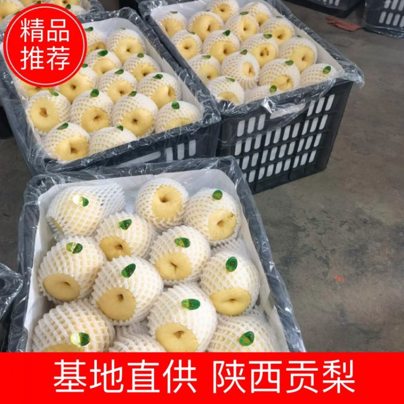 陕西贡梨大量出售中，糖分高，果面干净，个头均匀，有需要的