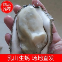 精品生蚝乳山生蚝场地直发规格齐全全国发货