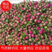 芍药鲜切花基地直供，品种齐全量大从优