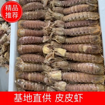皮皮虾常年供应鲜活虾婆熟冻全母带膏全公