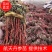 【丹参苗】航天丹参苗苗场直发提供技术回收成品死苗补发