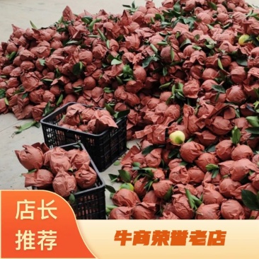 福建平和葡萄柚原产地发货全国代发数量充足