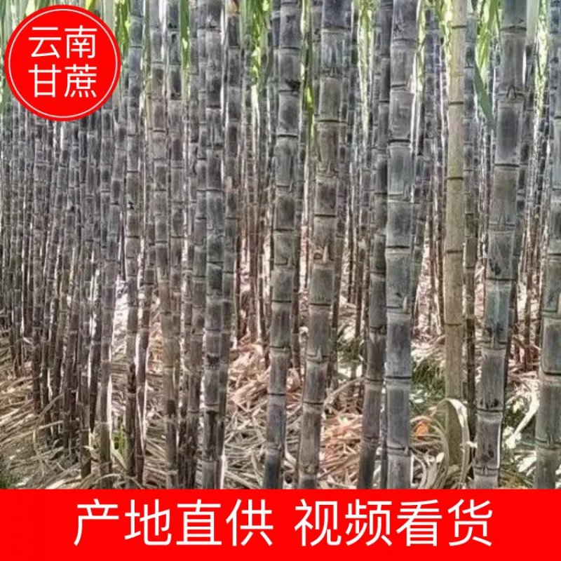 云南甘蔗（黑皮甘蔗）脆甜多汁，现砍现发，代发全国
