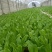 精品油麦菜苗云南蔬菜苗基地常年供应质优价廉货量充足
