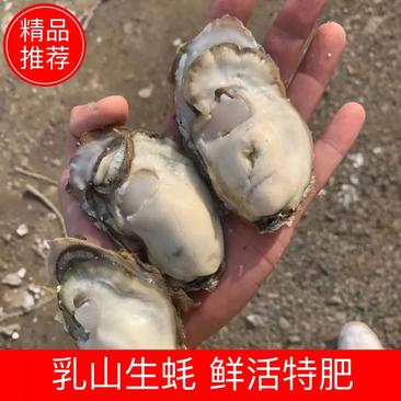 乳山生蚝鲜活特肥生蚝肉大牡蛎带壳海蛎子贝类