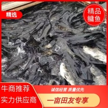 千岛湖生态有机鳙鱼活鱼现杀整条冰鲜发货质量保证