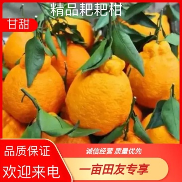 丑橘不知火耙耙柑大炮宫川早熟林芝上乘支持视频看货欢迎来电